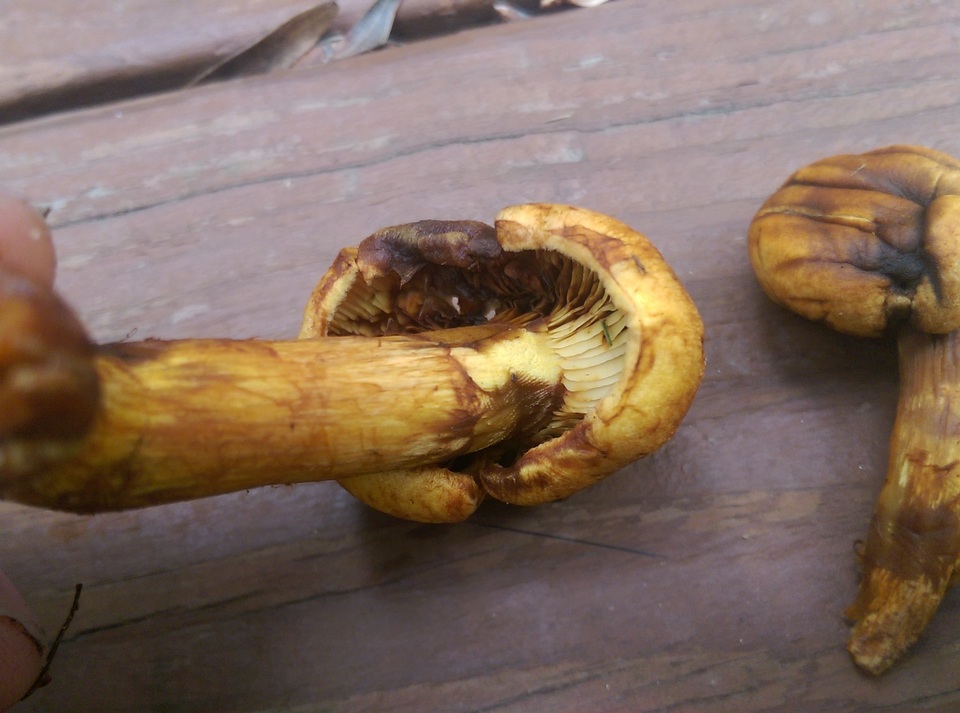 Gymnopilus luteus image