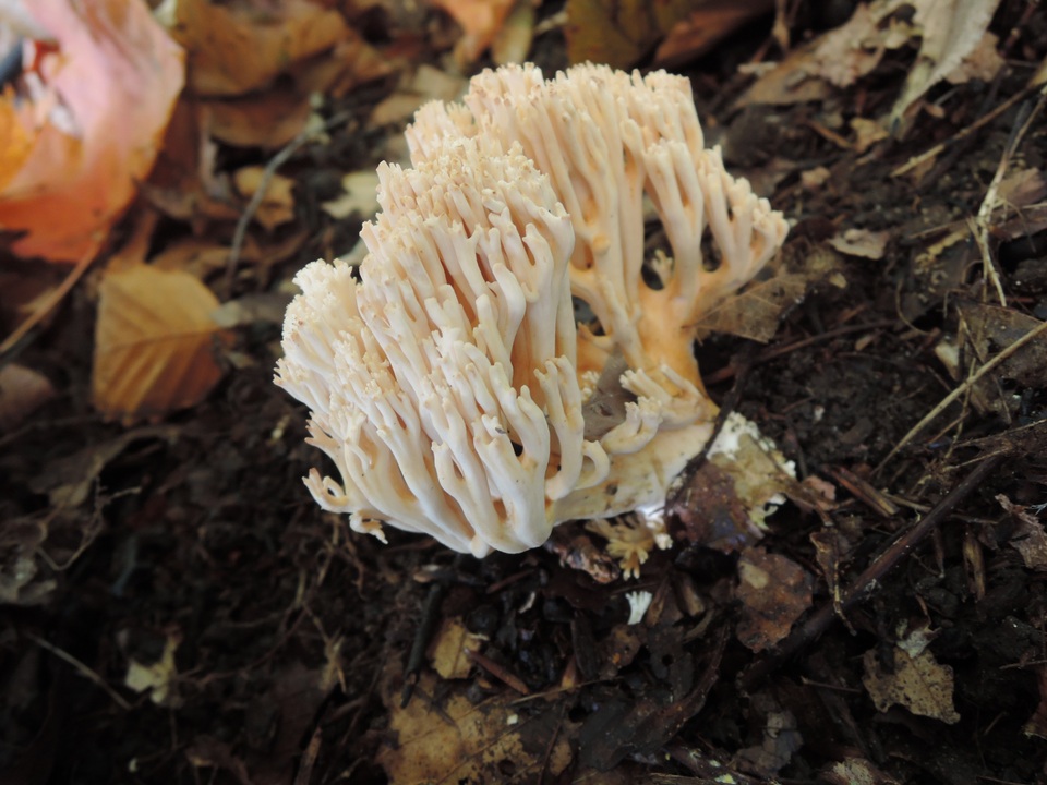 Ramaria pallida image