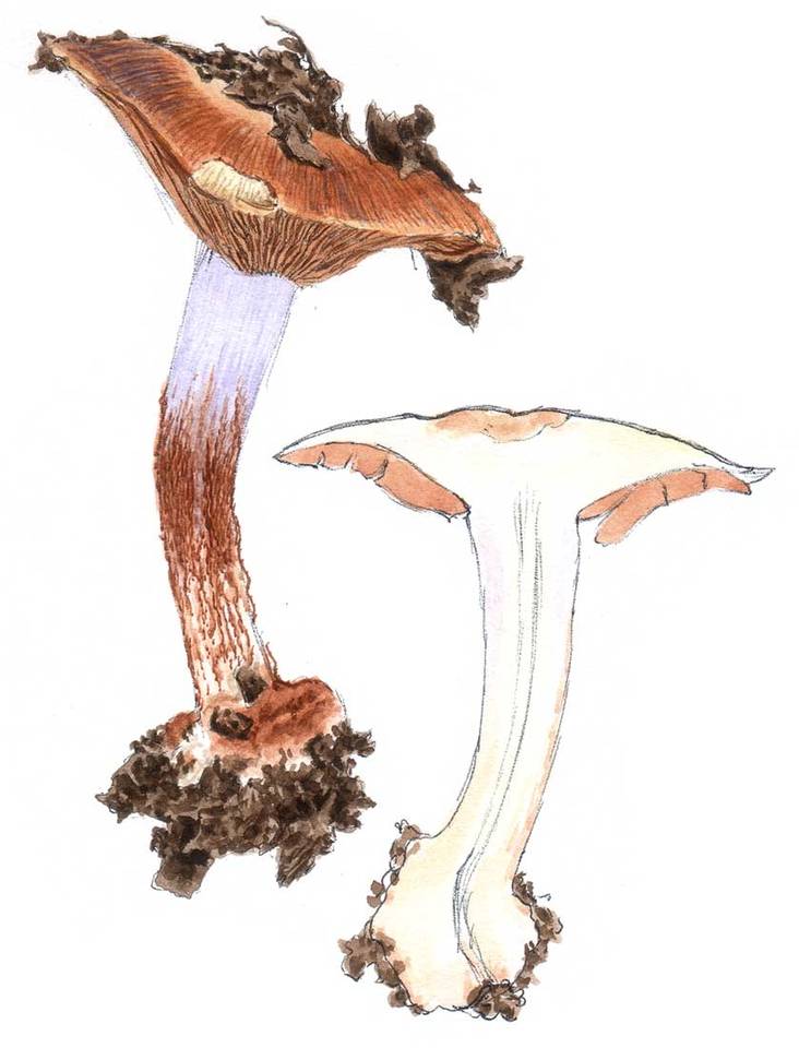 Cortinarius sodagnitus image