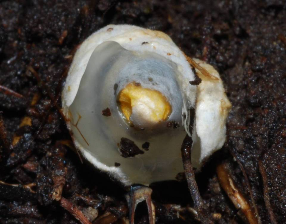 Mutinus borneensis image