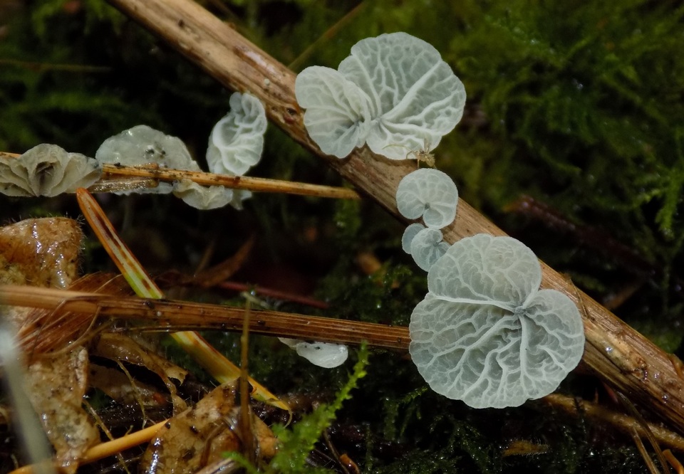 Tetrapyrgos subdendrophora image