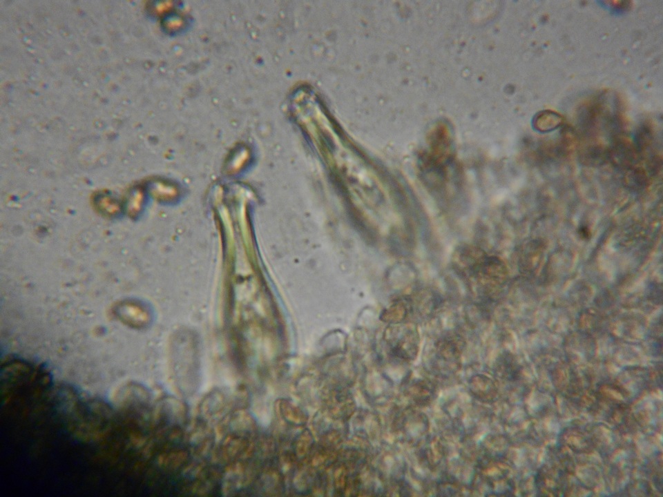 Inocybe olympiana image