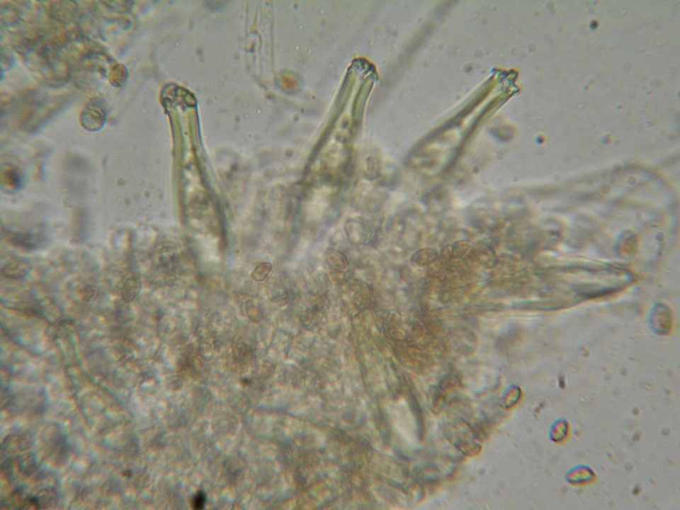 Inocybe olympiana image