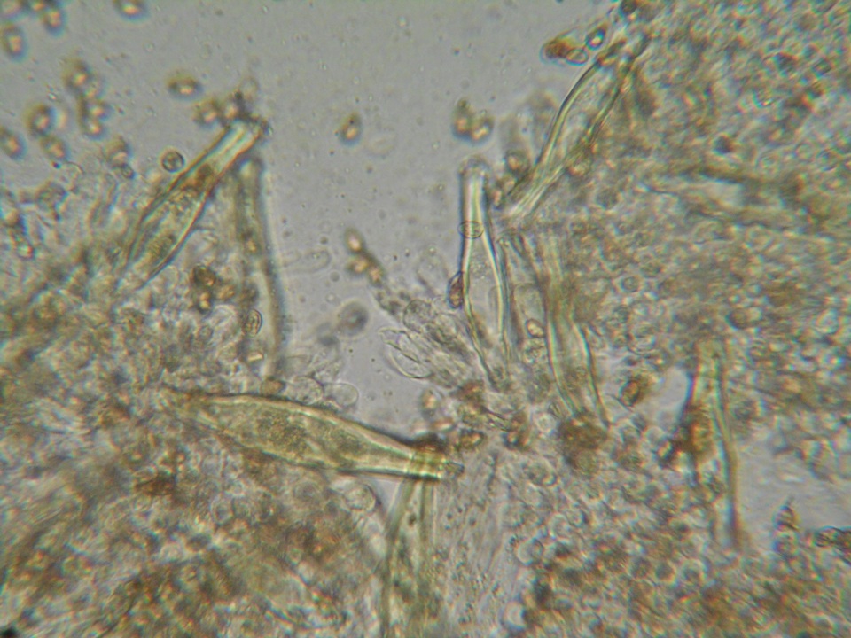 Inocybe olympiana image
