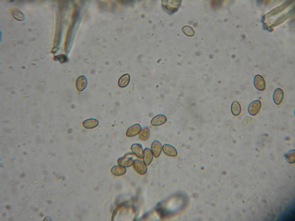 Inocybe olympiana image