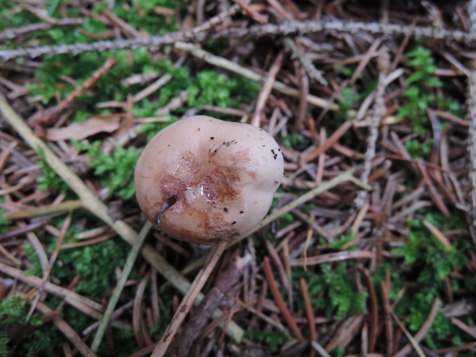 Hygrophorus odoratus image