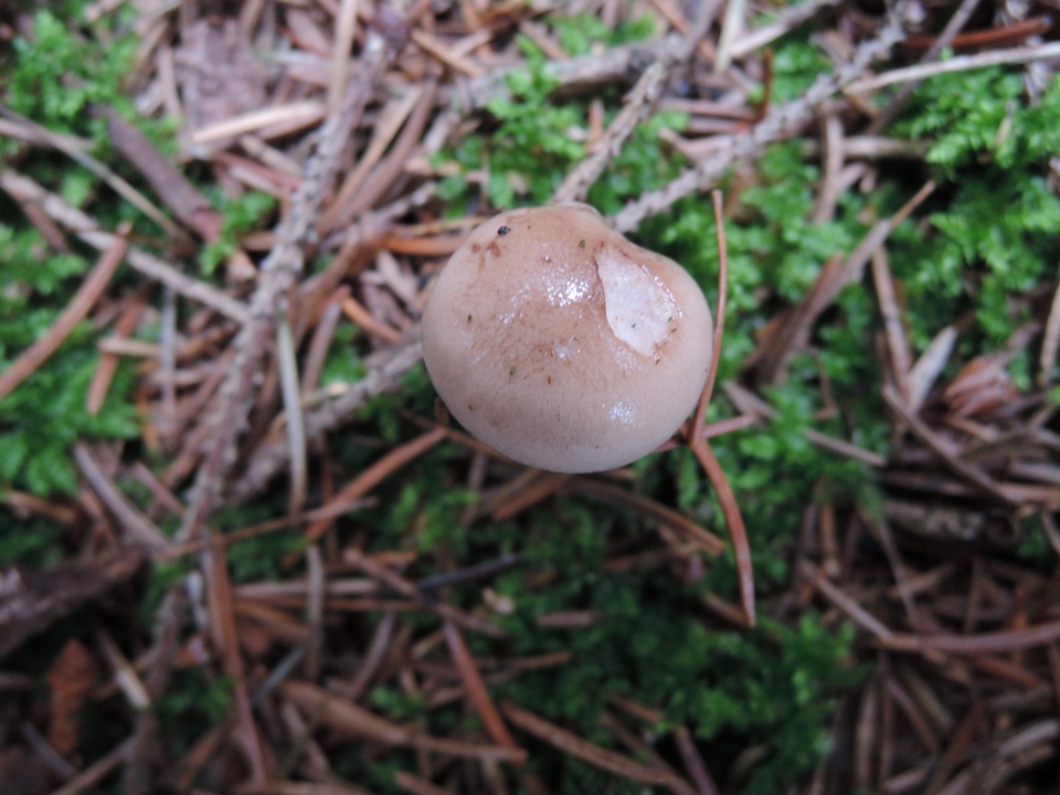 Hygrophorus odoratus image