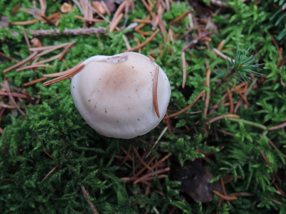 Hygrophorus odoratus image