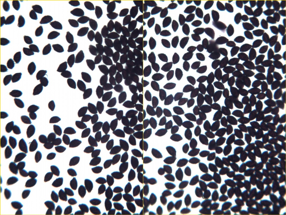 Coprinopsis echinospora image