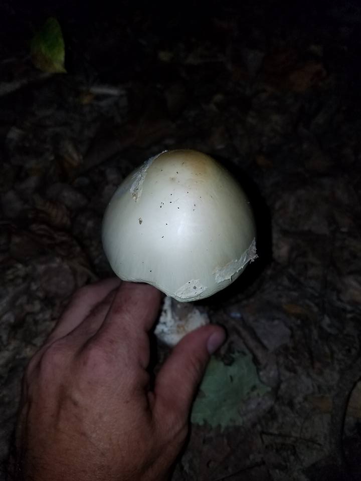 Amanita suballiacea image