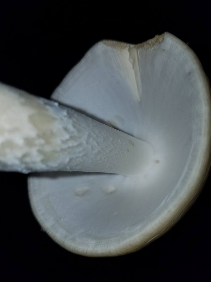 Amanita suballiacea image