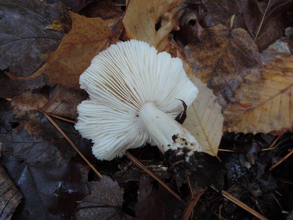 Tricholoma venenatum image
