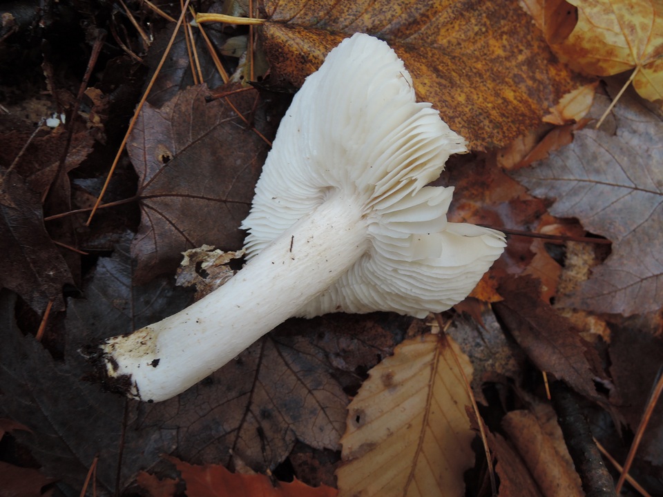 Tricholoma venenatum image