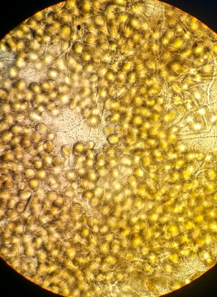 Endogone incrassata image