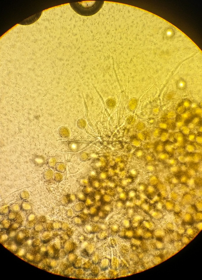 Endogone incrassata image