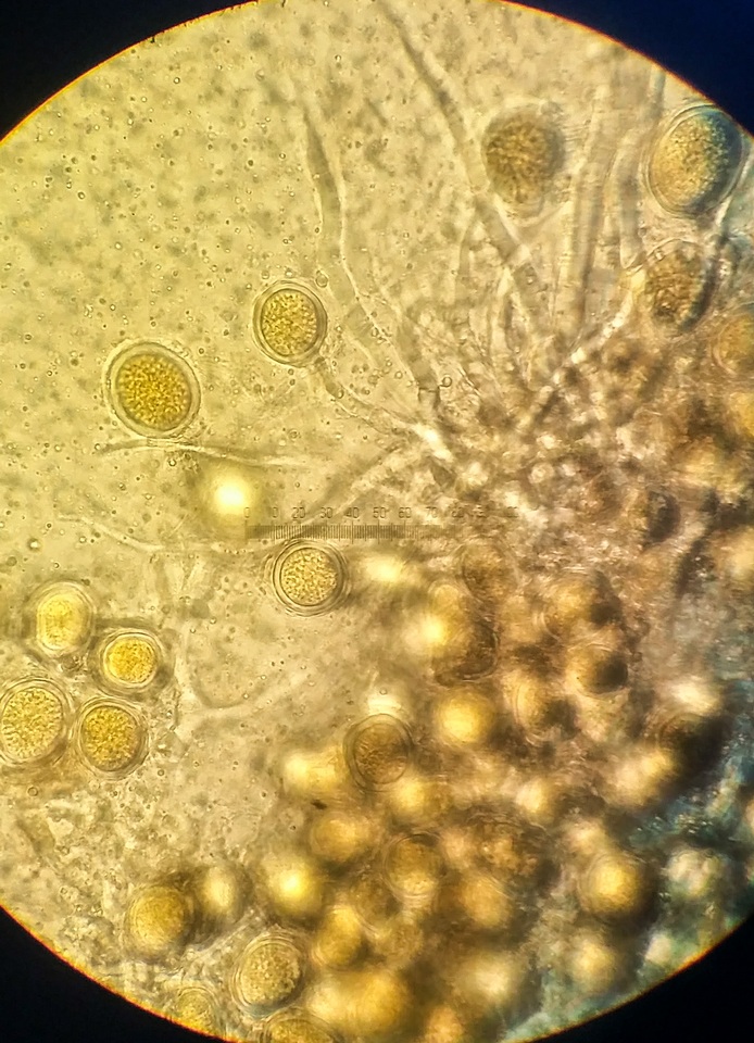Endogone incrassata image