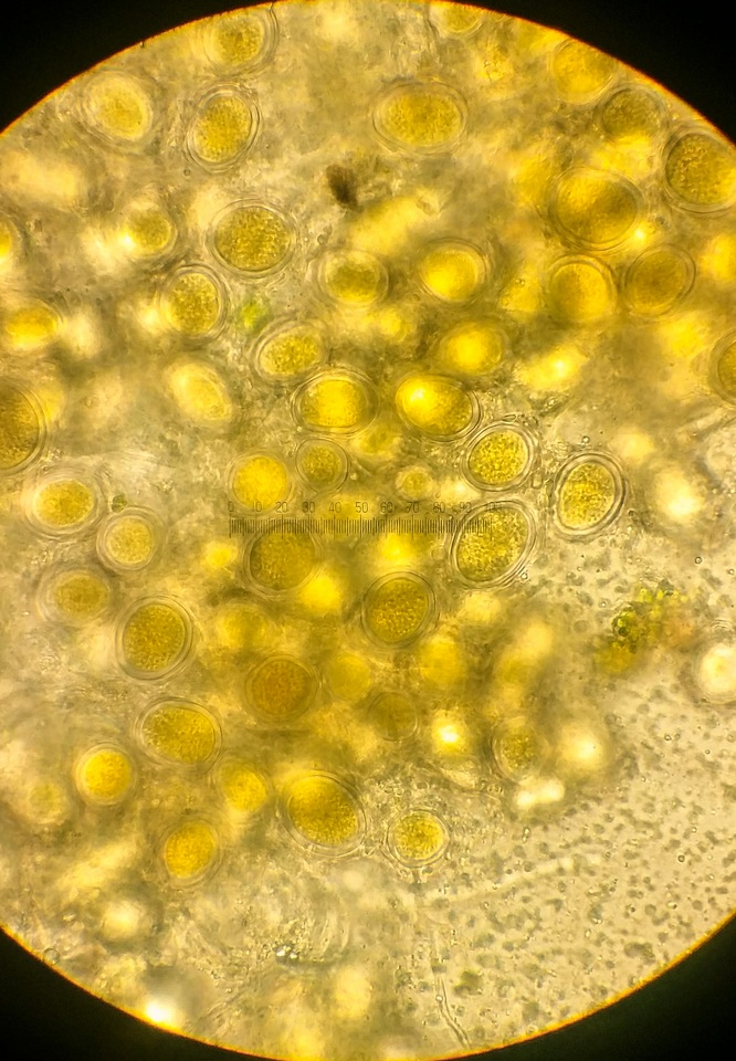 Endogone incrassata image