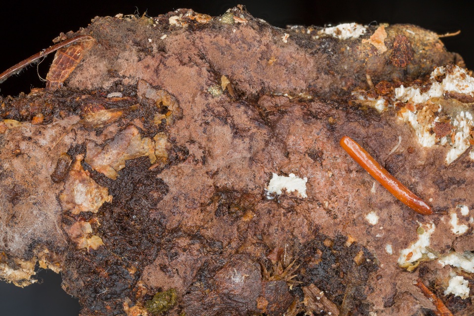 Tomentella neobourdotii image