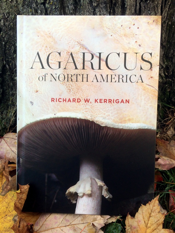 Agaricus butyreburneus image