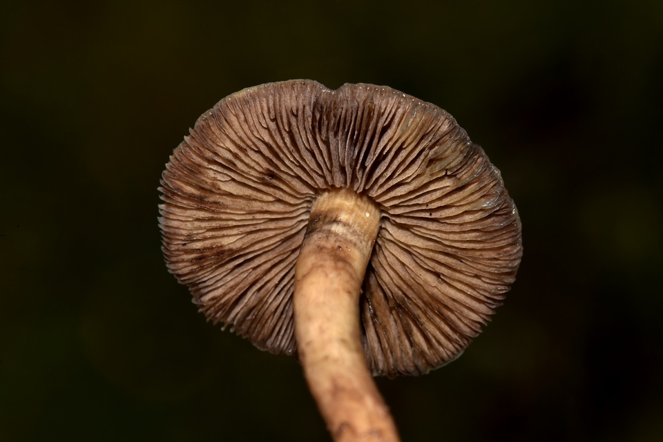 Psilocybe mescaleroensis image