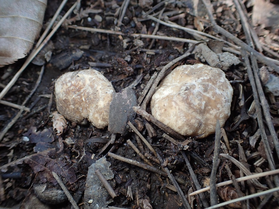Tuber japonicum image