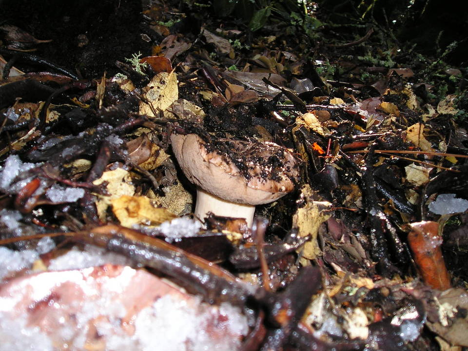 Tylopilus humilis image