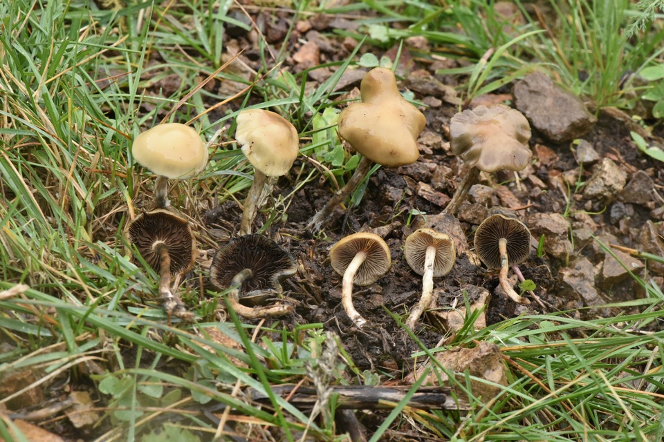 Psilocybe mescaleroensis image