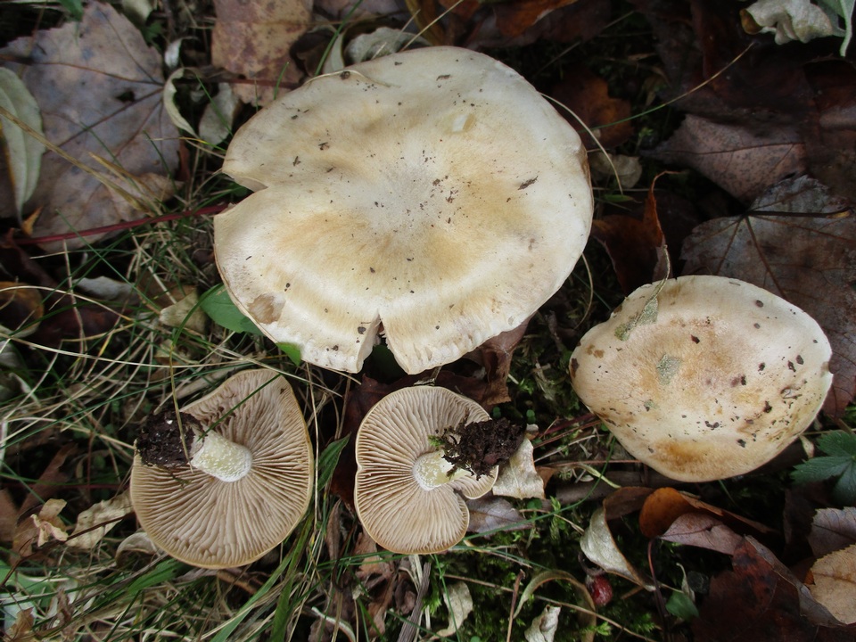 Hebeloma sporadicum image