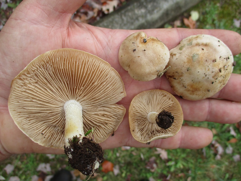 Hebeloma sporadicum image