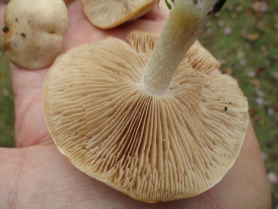 Hebeloma sporadicum image