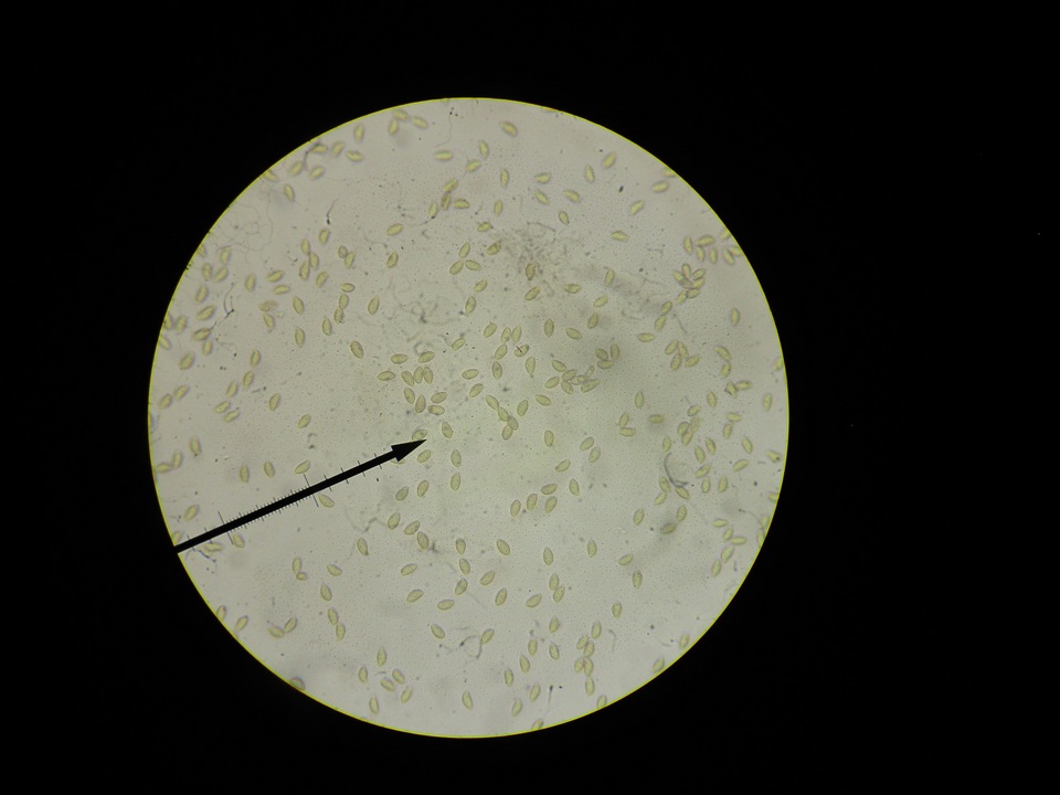 Hebeloma sporadicum image