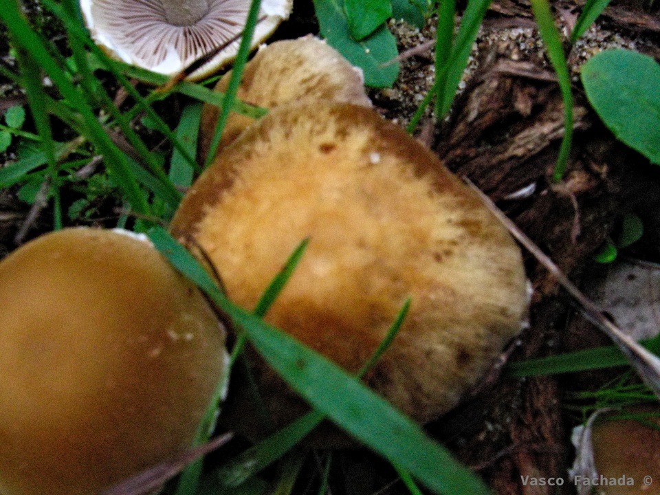 Psathyrella artemisiae var. artemisiae image