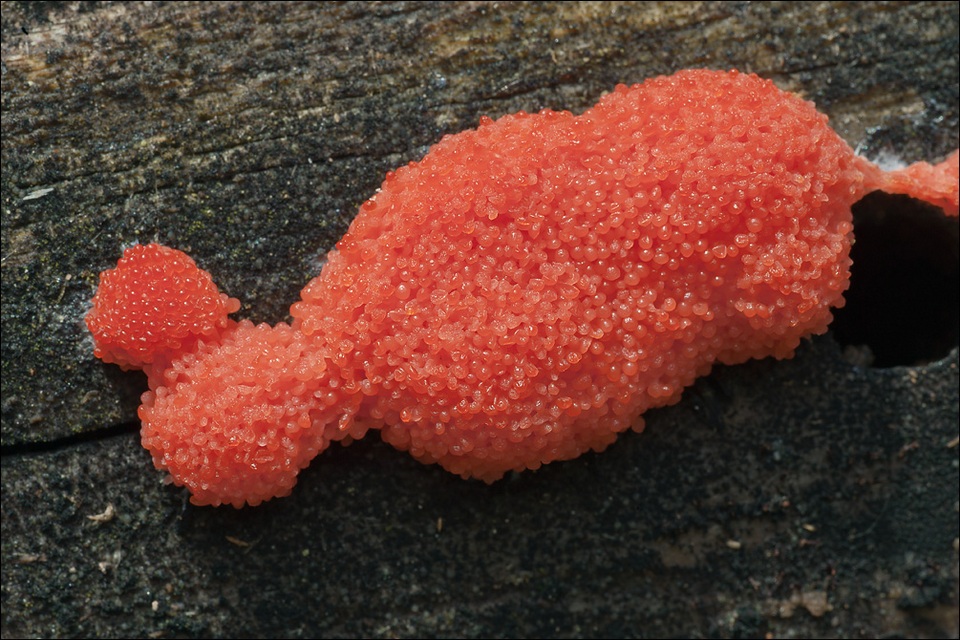Tubulifera arachnoidea image