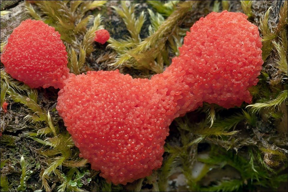 Tubulifera arachnoidea image