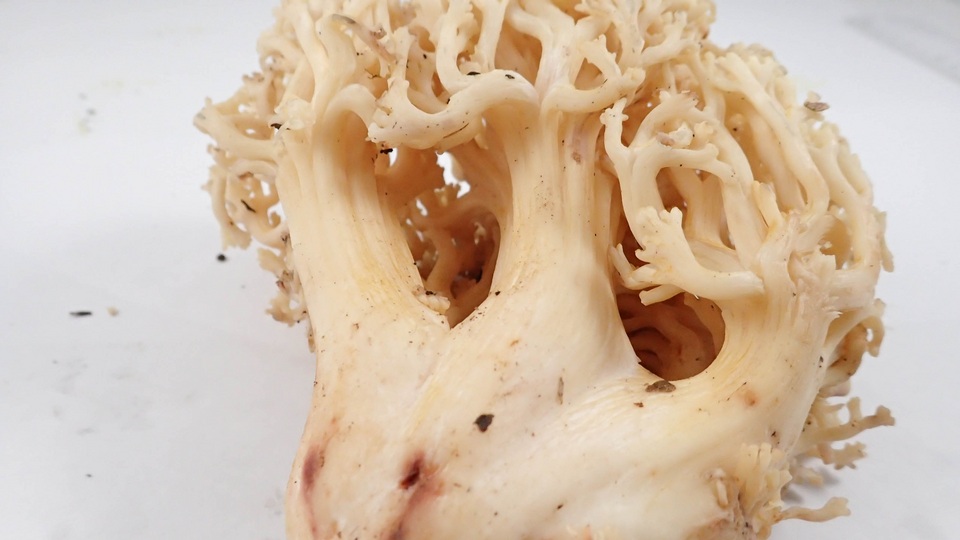 Ramaria vinosimaculans image