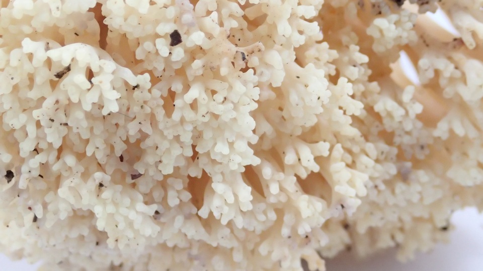 Ramaria vinosimaculans image