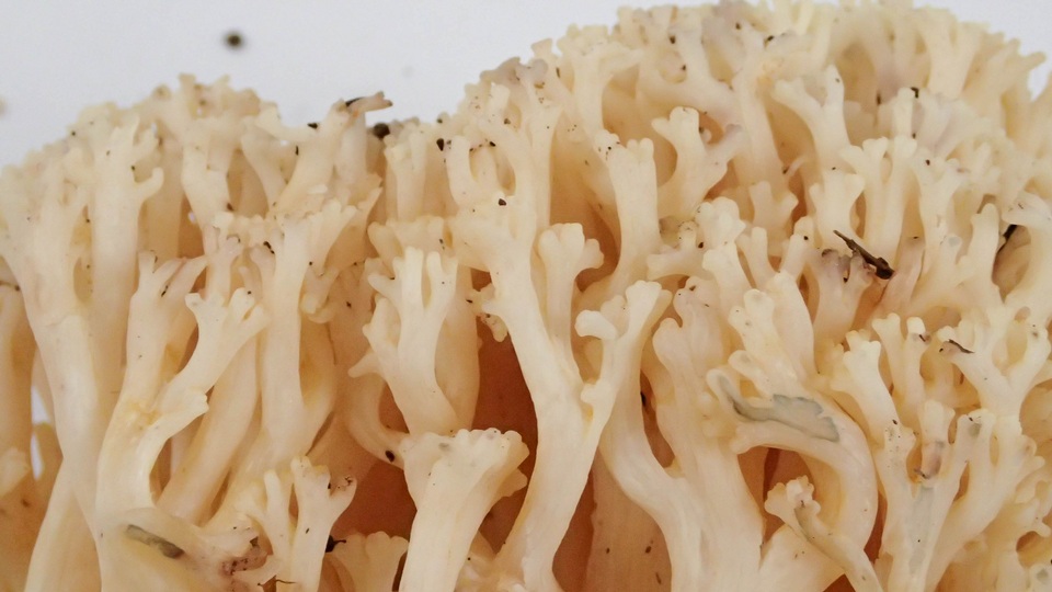 Ramaria vinosimaculans image