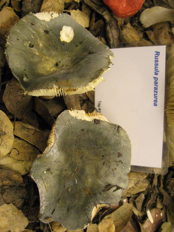Russula parazurea image
