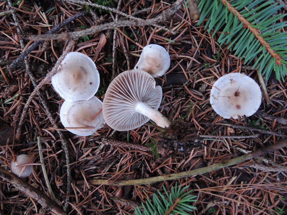 Hygrophorus odoratus image