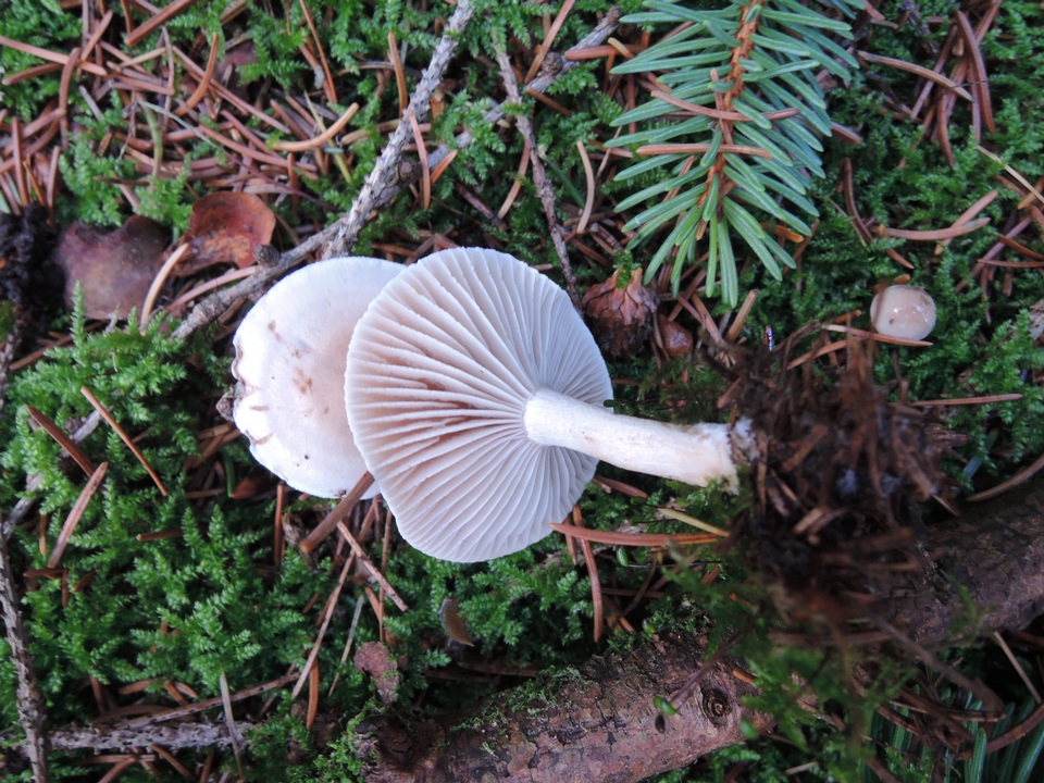 Hygrophorus odoratus image
