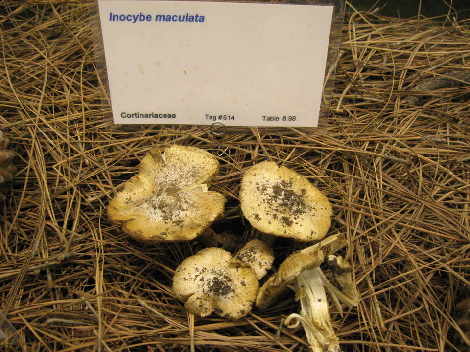Inocybe maculata image