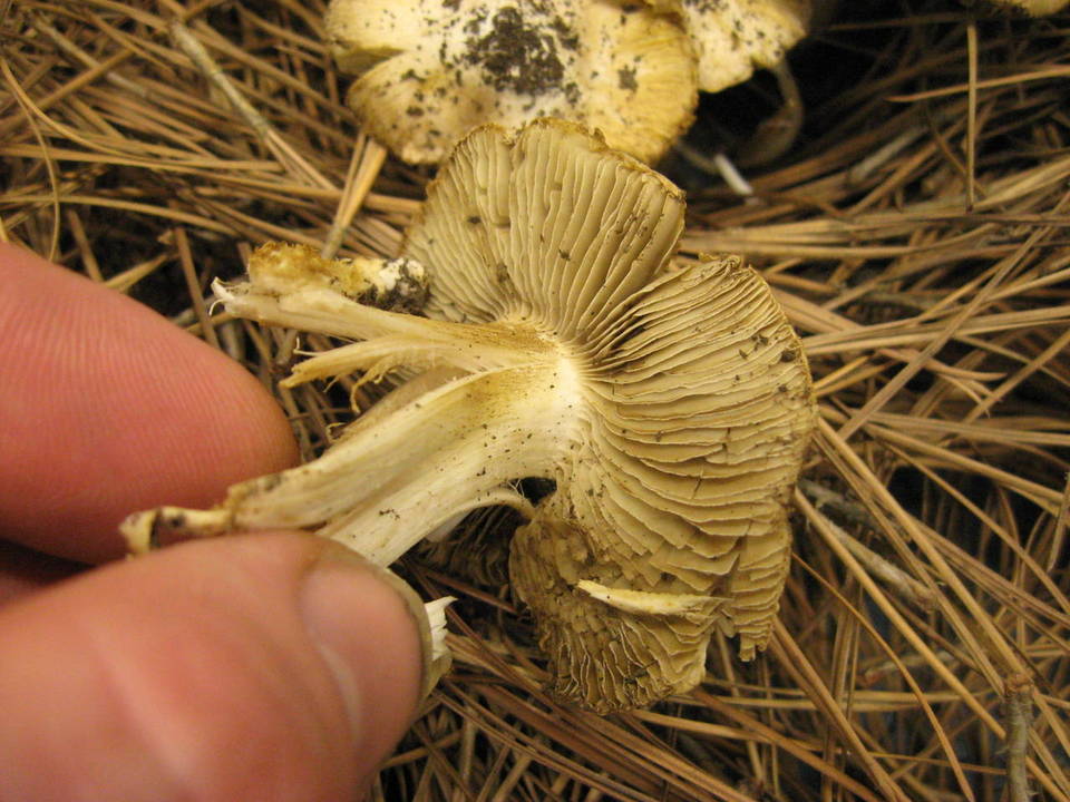 Inocybe maculata image