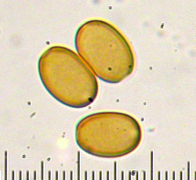 Flammula malicola image