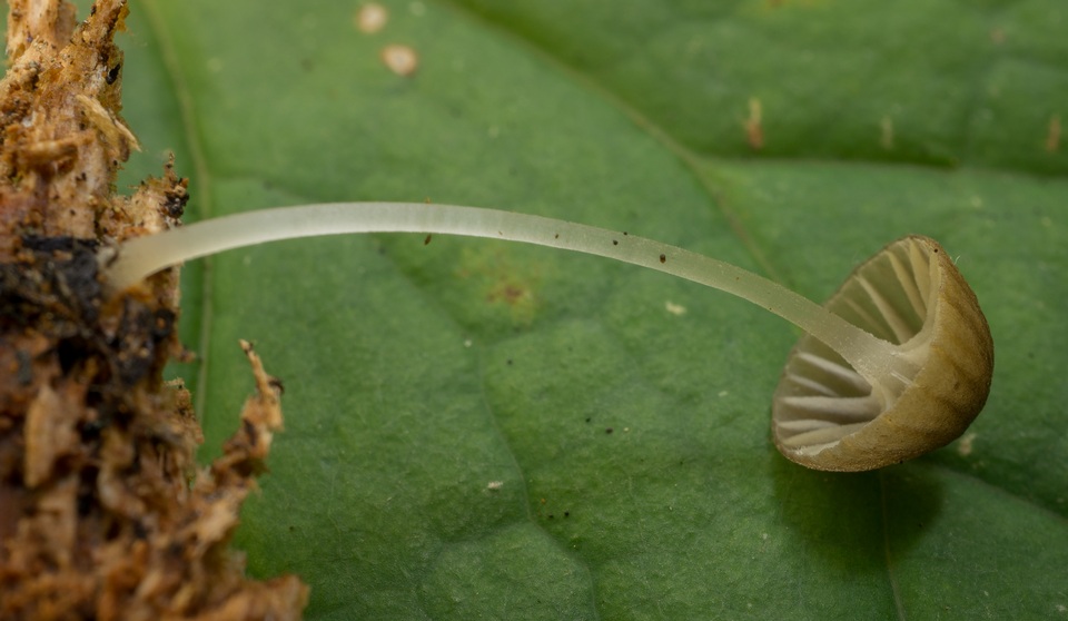 Mycena fuliginella image