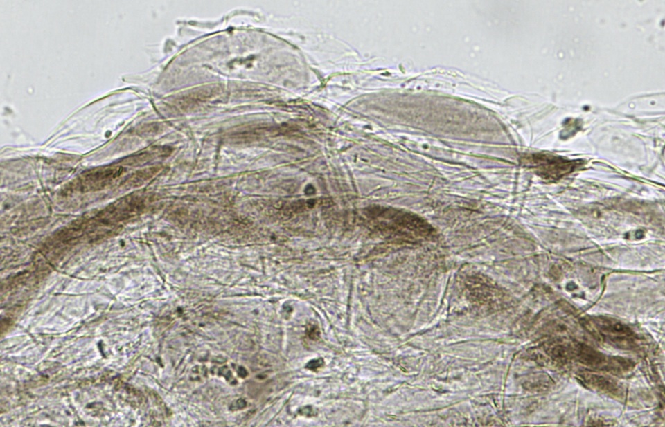 Mycena fuliginella image