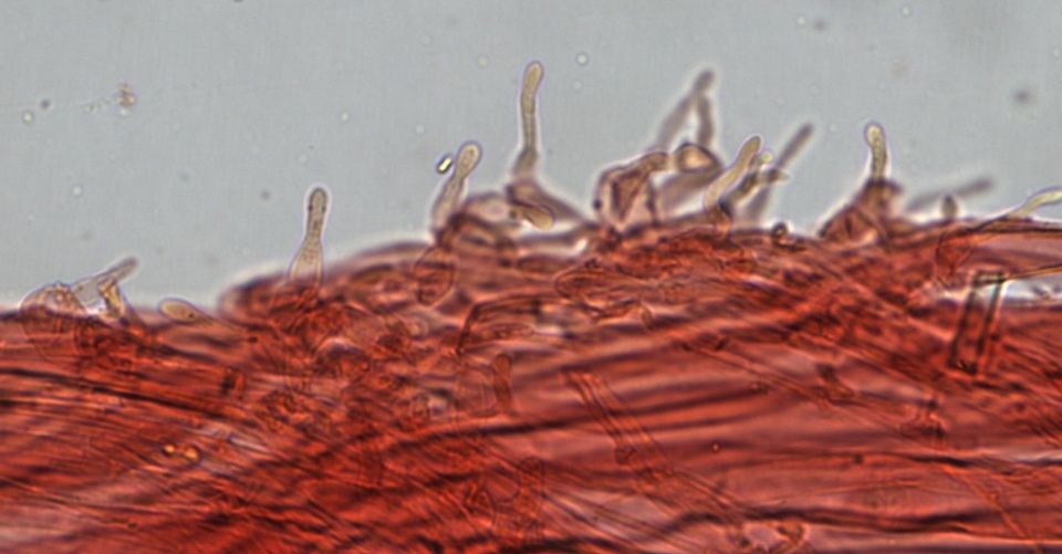 Mycena fuliginella image