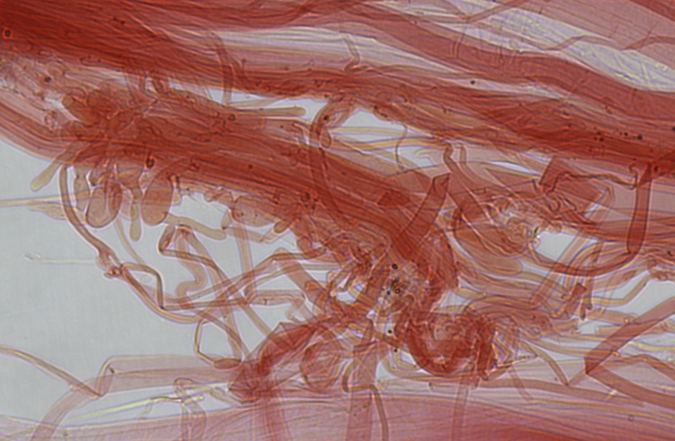 Mycena fuliginella image