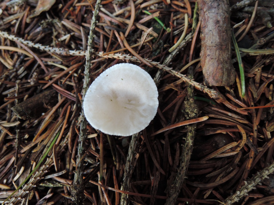 Leucocybe candicans image