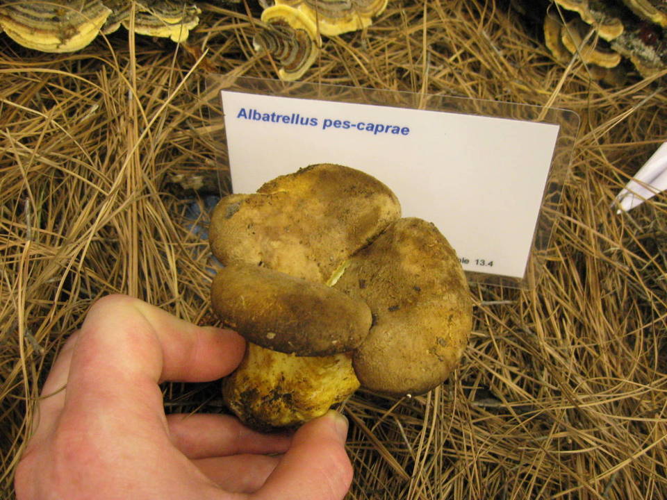 Albatrellus ellisii image