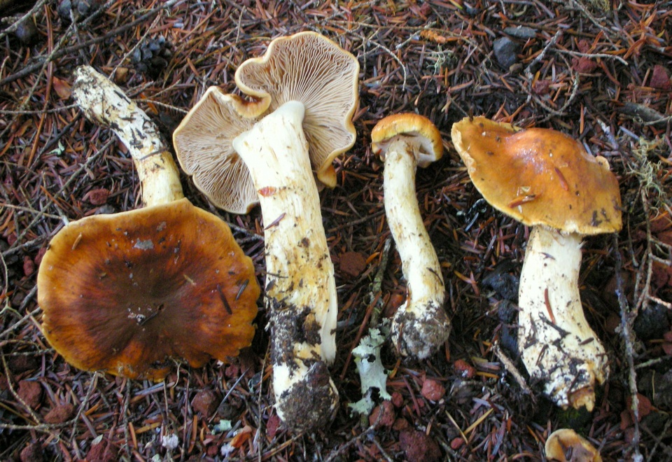 Cortinarius variosimilis image